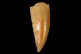Serrated, Raptor Tooth - Real Dinosaur Tooth #158972-1